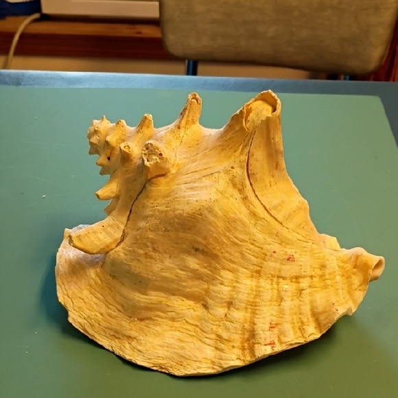 Coastal Queen/Pink Conch Shell Decor Seashore Beach Nautical Seashells - Picture 4 of 9